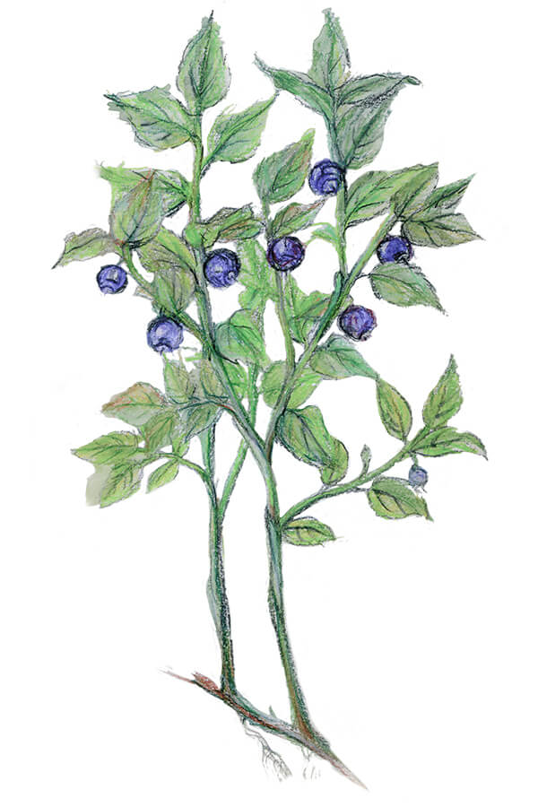 Blueberry